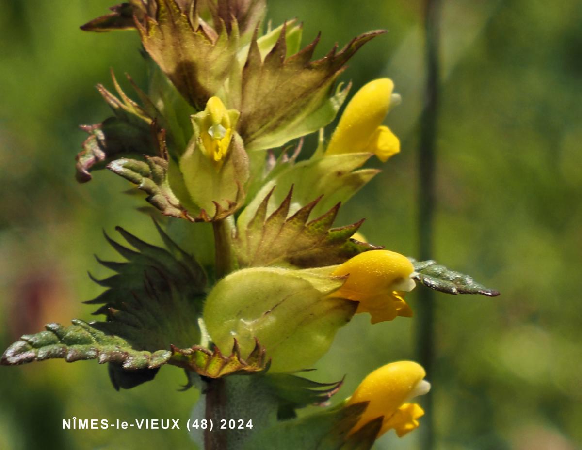 Yellow Rattle, Common flower